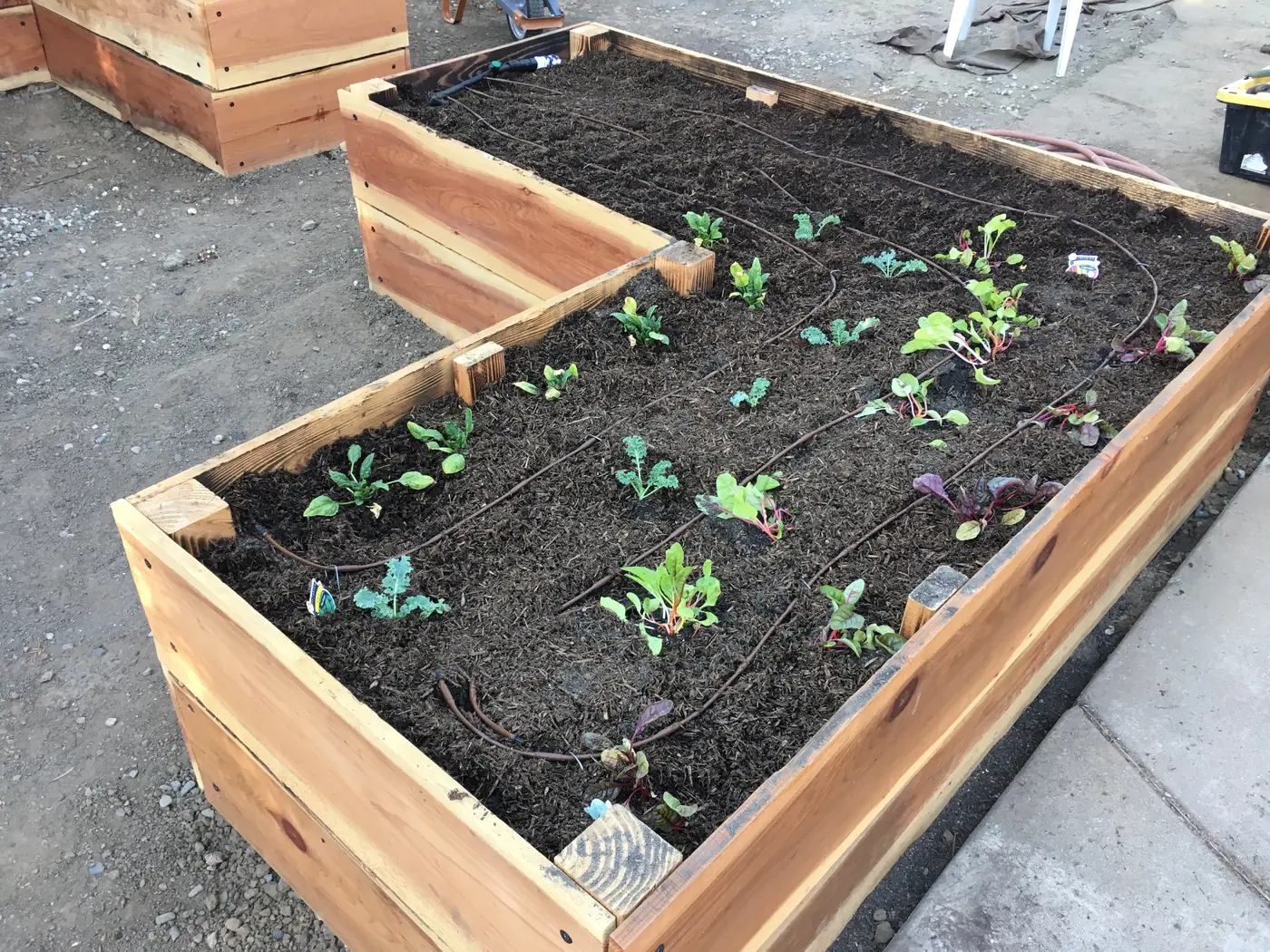 Drip irrigation line in a new raised planting bed