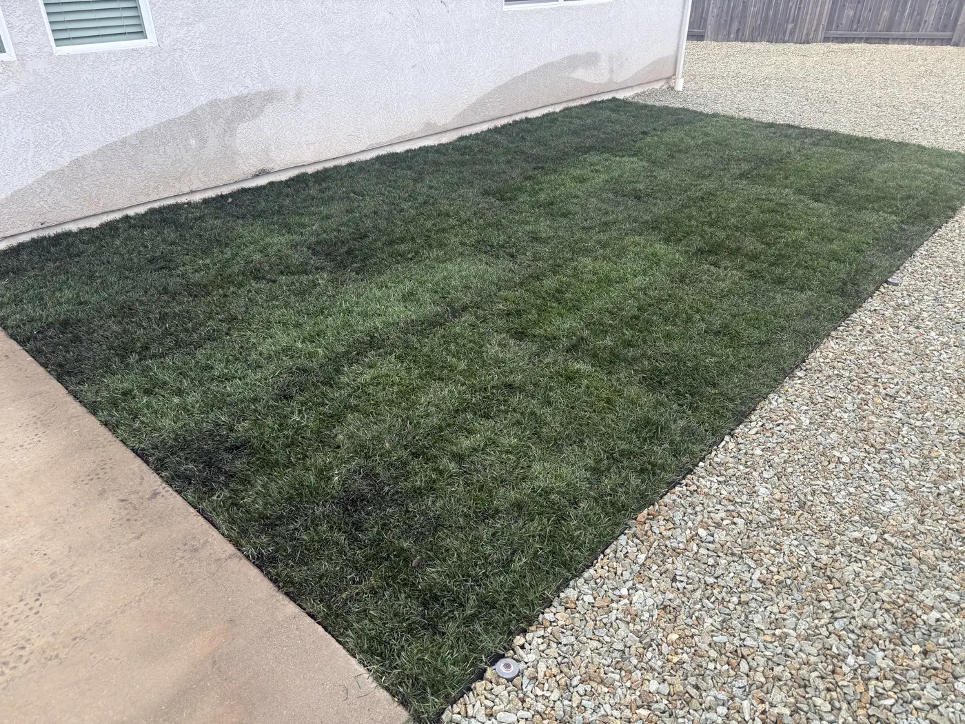 New sod in a side yard between a concrete path and gravel